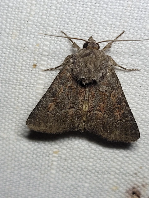 Thalpophila matura - fakó erdeibagoly