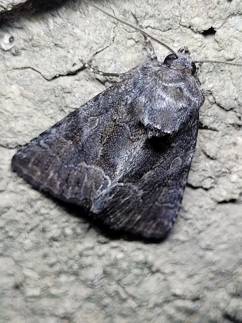 Thalpophila matura - fakó erdeibagoly