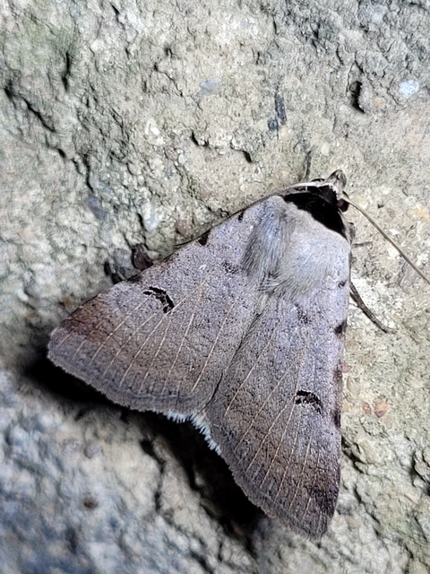 Lygephila craccae - gyakori csüdfűbagoly