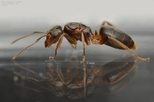Lasius jensi - sztyeppi borostyánhangya