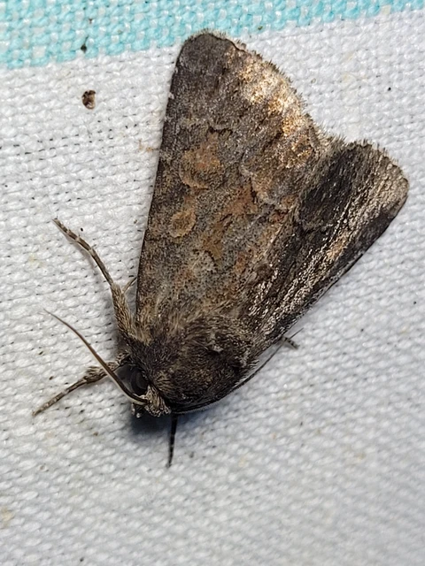Thalpophila matura - fakó erdeibagoly