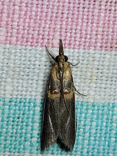 Etiella zinckenella - akácmoly