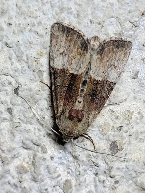 Mesoligia furuncula - kétszínű dudvabagoly