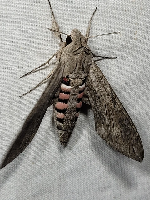 Agrius convolvuli - szulákszender