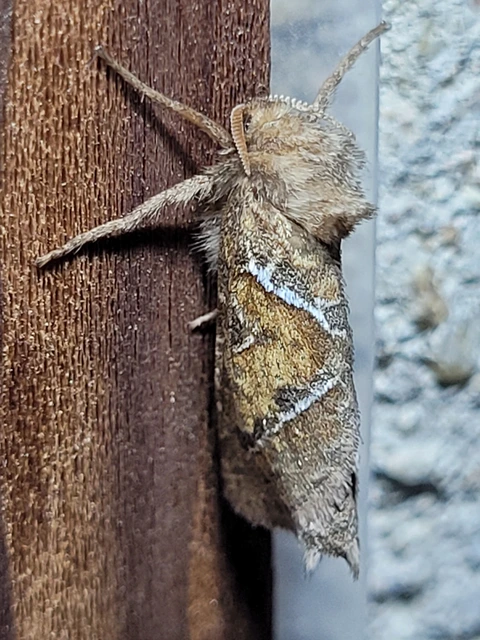 Triodia sylvina - kis gyökérrágólepke