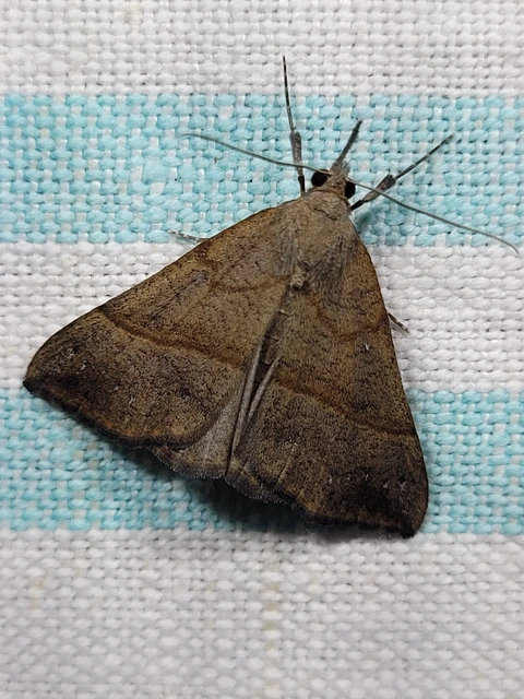 Hypena proboscidalis - ormányos karcsúbagoly