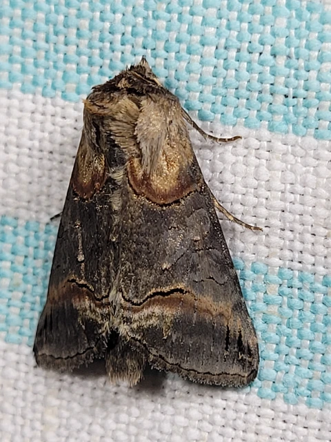 Abrostola triplasia - közönséges csalánbagoly