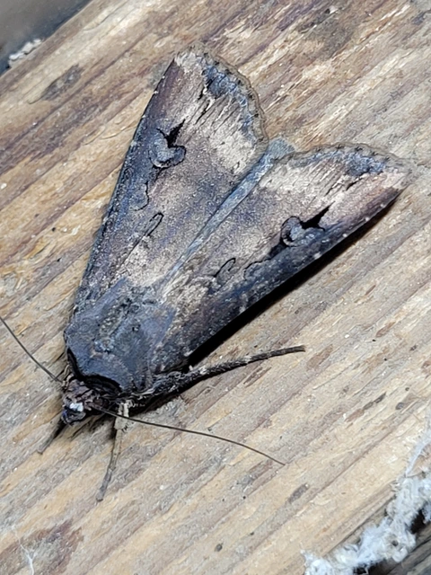 Agrotis ipsilon - nagy földibagoly