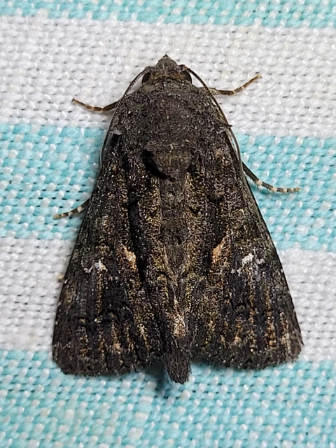 Anophia leucomelas - déli folyófűbagoly