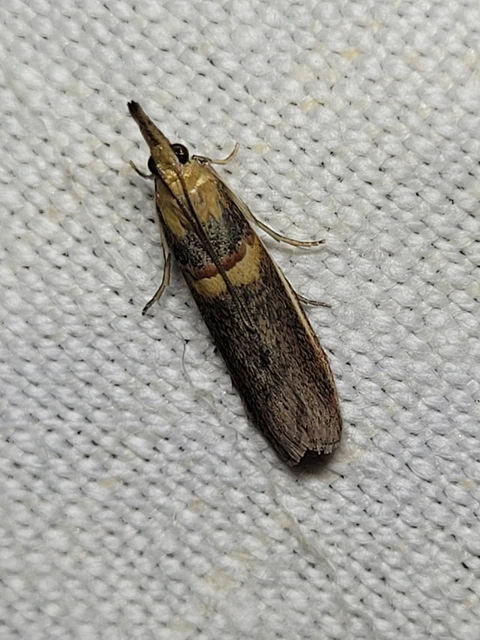Etiella zinckenella - akácmoly