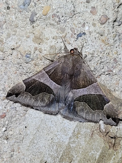 Dysgonia algira - déli porcelánbagoly