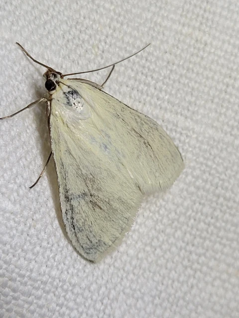 Sitochroa palealis - kénszárnyú dudvamoly