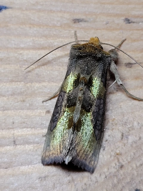 Diachrysia chrysitis/stenochrysis