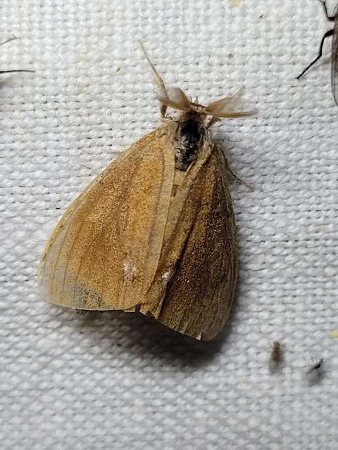 Orgyia antiqua - rozsdabarna kisszövő