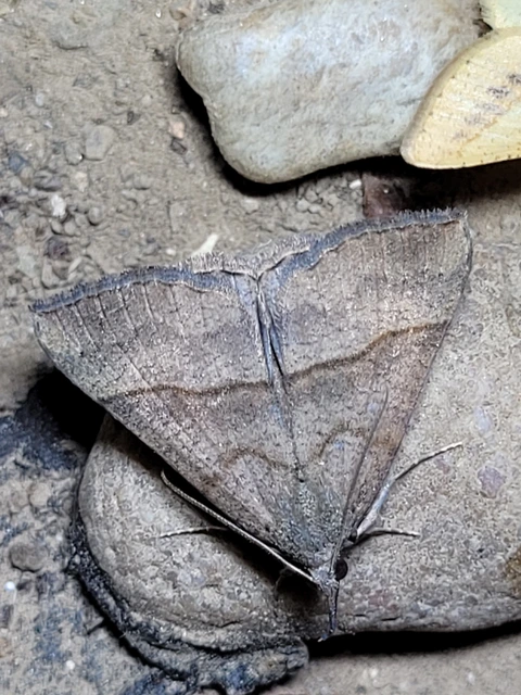 Hypena proboscidalis - ormányos karcsúbagoly