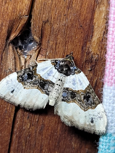 Cosmorhoe ocellata - szemes galajaraszoló