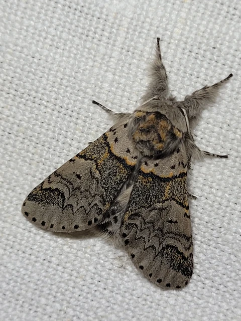 Furcula furcula - szürke púposszövő