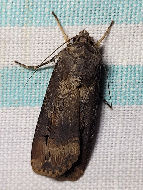 Agrotis ipsilon - nagy földibagoly