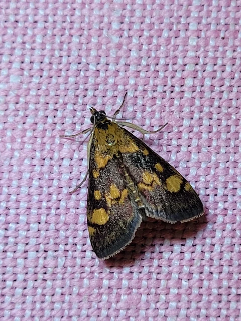 Pyrausta