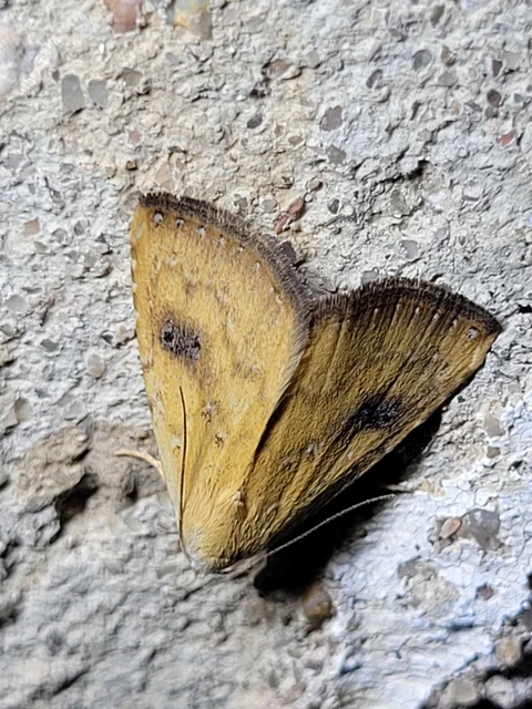 Rivula sericealis - selymes lórombagoly