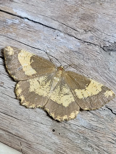 Angerona prunaria - sárga kökényaraszoló