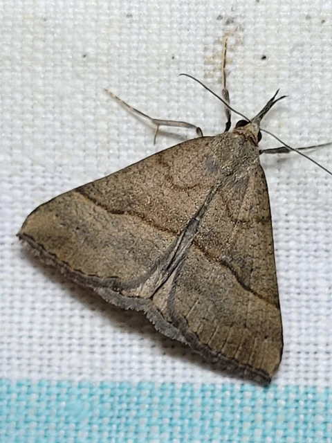 Hypena proboscidalis - ormányos karcsúbagoly