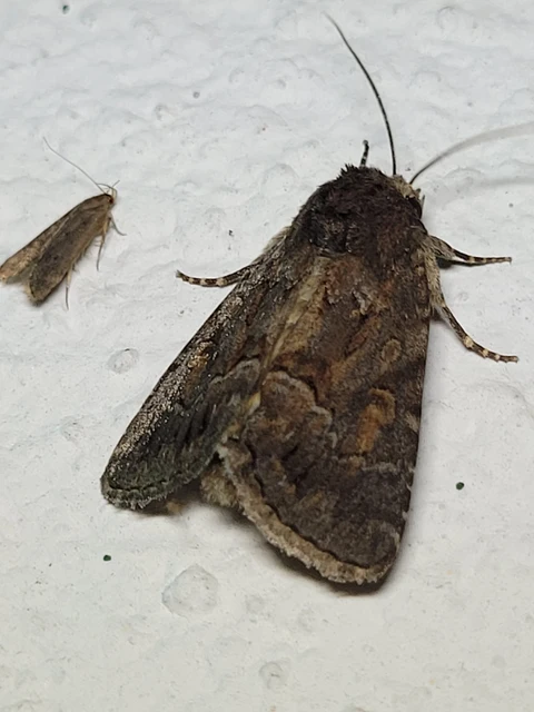 Thalpophila matura - fakó erdeibagoly