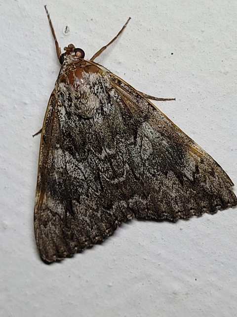 Catocala promissa - kis tölgyfa-övesbagoly