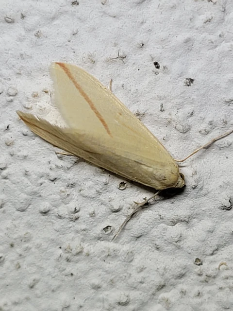 Rhodometra sacraria - rózsacsíkos araszoló