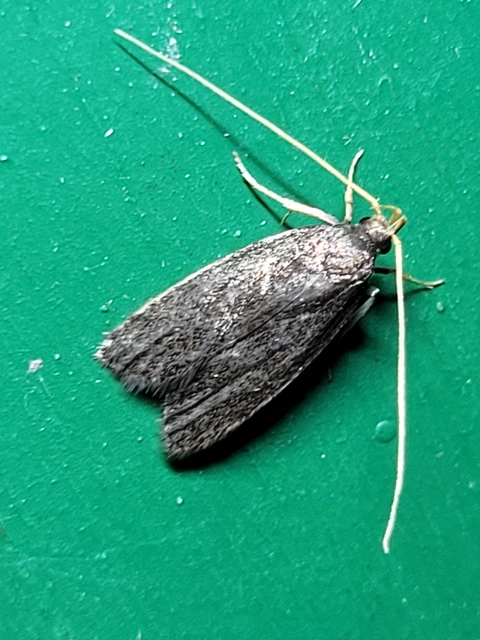 Lecithoceridae - hindumolyfélék