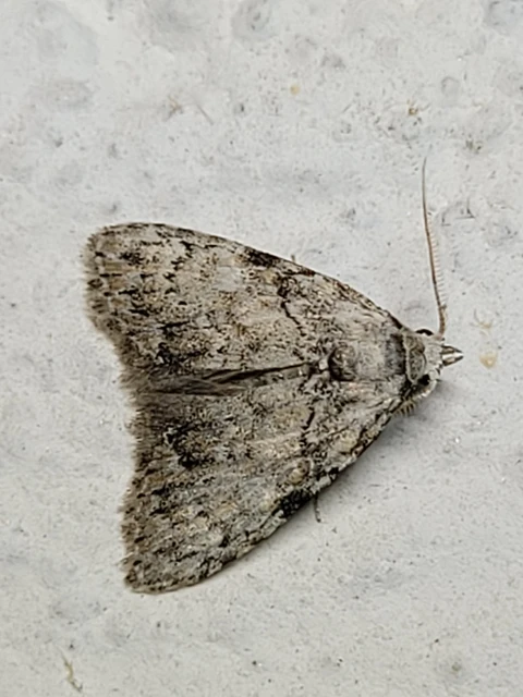 Meganola strigula - hamvas pamacsosszövő