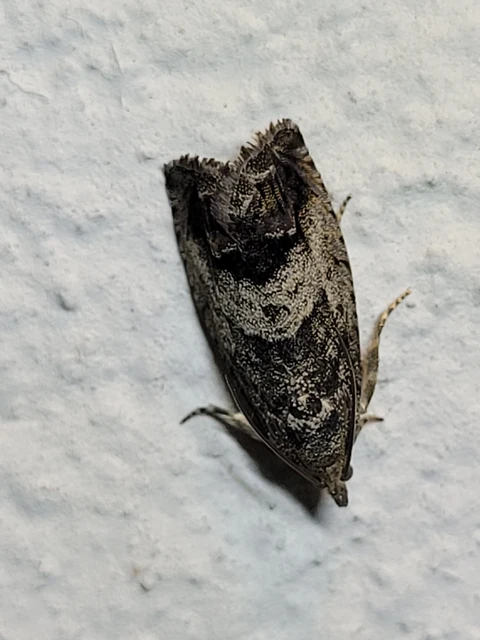 Cydia splendana - tölgymakkmoly