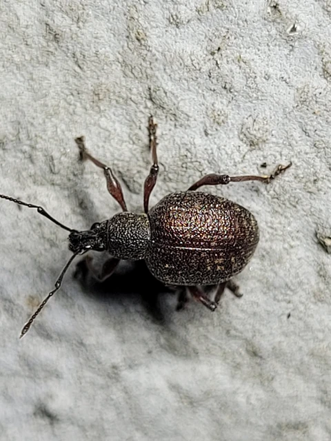 Dodecastichus inflatus - barázdásorrú gyalogormányos