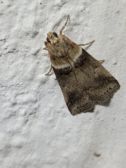 Acrobasis tumidana - bordás karcsúmoly