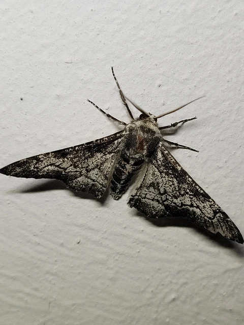 Biston betularia - szürkepettyes araszoló