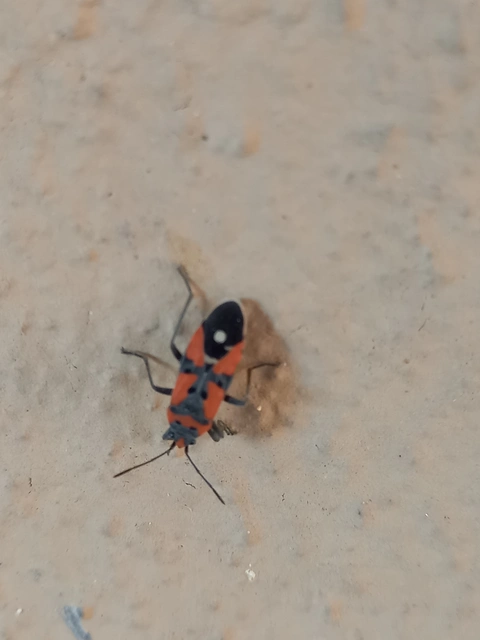 Lygaeus equestris/simulans