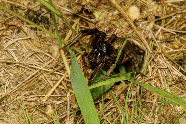 Araneae - Pókok