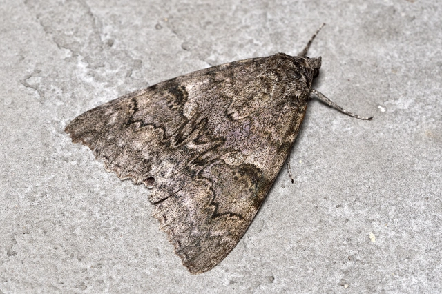 Catocala nupta - piros övesbagoly