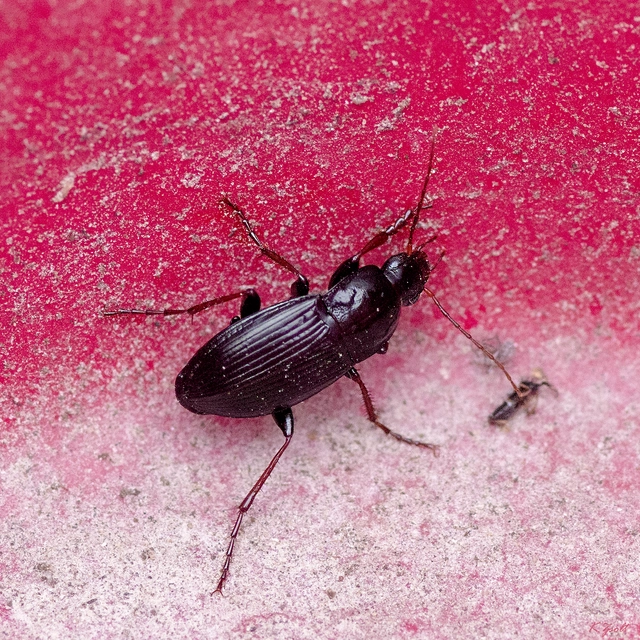 Calathus fuscipes - sokpontos tarfutó