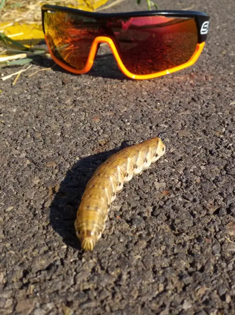 Agrius convolvuli - szulákszender