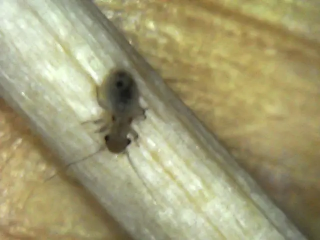 Psocoptera - Fürgetetvek