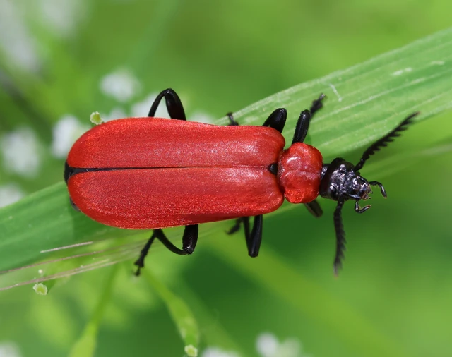 Pyrochroa coccinea - nagy bíborbogár