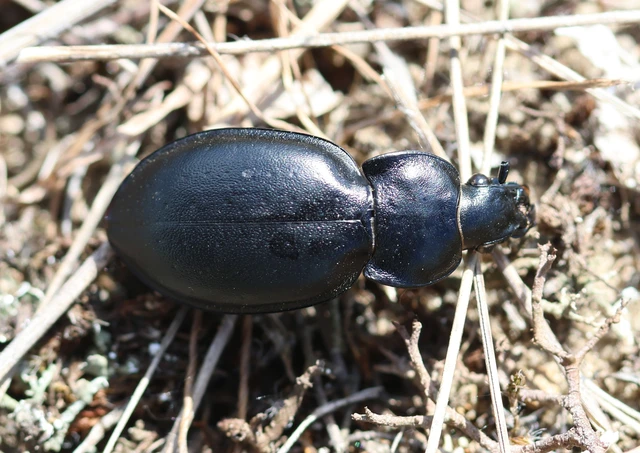Carabus hungaricus - magyar futrinka