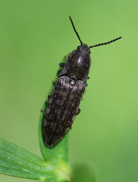 Actenicerus siaelandicus - márványos pattanó Actenicerus siaelandicus - márványos pattanó