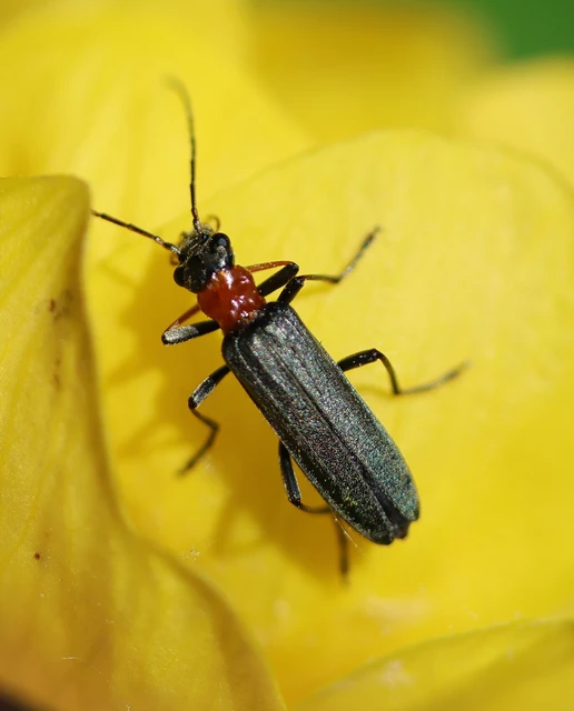Oedemera croceicollis - pirostorú álcincér