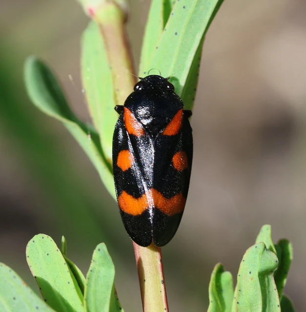 Cercopis sanguinolenta