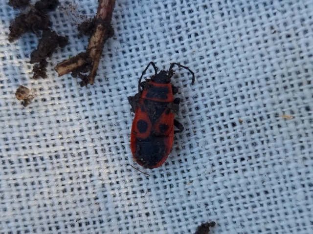 Pyrrhocoris apterus - verőköltő poloska