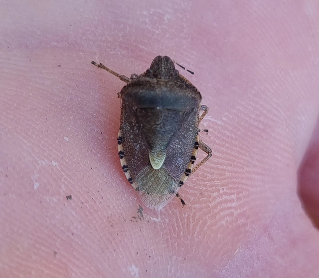 Dolycoris baccarum - közönséges bogyómászó-poloska Dolycoris baccarum - közönséges bogyómászó-poloska