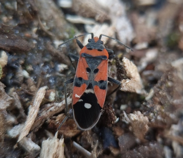 Lygaeus equestris/simulans