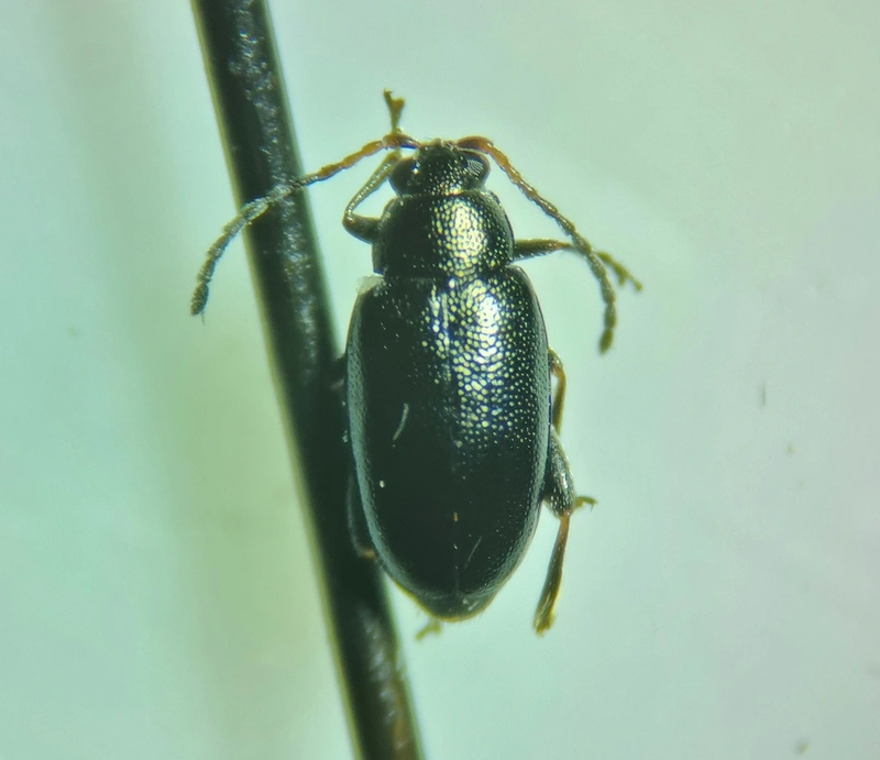 Phyllotreta cruciferae - ércfényű káposzta-földibolha